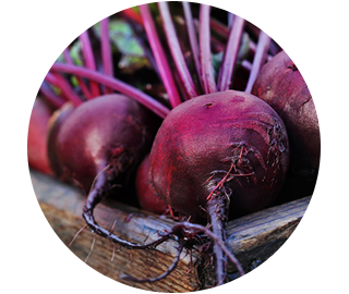 Beet Root