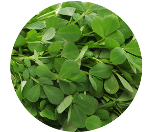 Fenugreek