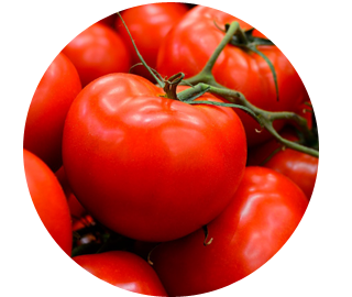 Tomato