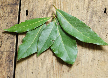 Bay Leaves